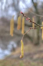 DSCF0599.webp