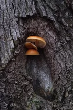 DSCF0603.webp
