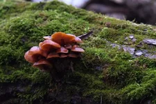 DSCF0609.webp
