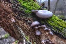 DSCF0629.webp
