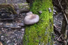 DSCF0636.webp