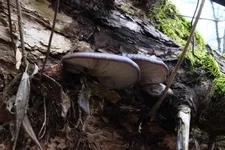 DSCF0645.webp