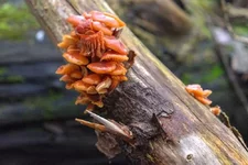 DSCF0671.webp