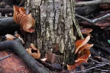 DSCF0677.webp