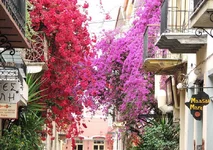 bugenvillea-11 (1).webp