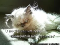82516138_Kotomatrica_prikolnuye_foto_kotov_1.webp