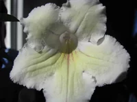 1125   IMG_3652.webp