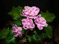 2012_11_73.webp