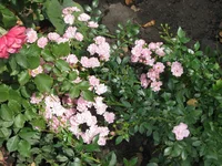 IMG_4145_изменить размер.webp