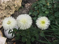 IMG_4147_изменить размер.webp