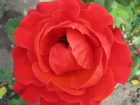 IMG_4148_изменить размер.webp