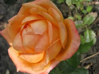 IMG_4150_изменить размер.webp