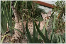 Image00001_tn.webp