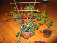IMG_5318.webp