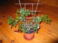 IMG_5316.webp