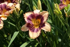 IMG_5213_2.webp