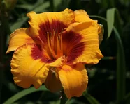 IMG_5201_2.webp