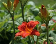 IMG_5194_2.webp