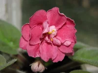  ЕК рябиновый костер.webp