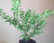 DSC00280.webp