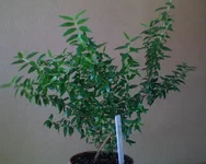 DSC00279.webp