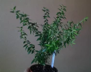 DSC00278.webp