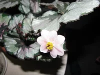 IMG_4196_изменить размер.webp