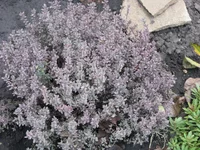 IMG_4197_изменить размер.webp