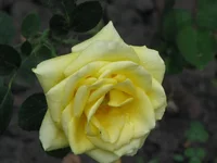 IMG_4200_изменить размер.webp