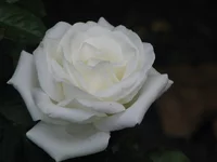 IMG_4201_изменить размер.webp