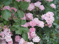 IMG_4202_изменить размер.webp