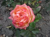 IMG_4204_изменить размер.webp