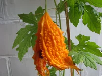 IMG_4218_изменить размер.webp