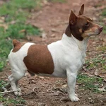 Teddy Roosevelt Terrier.webp
