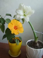 DSC09798.webp