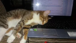 .webp