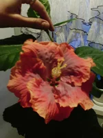 IMG_20160325_174216.webp
