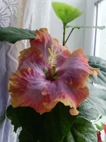 IMG_20160326_092756.webp