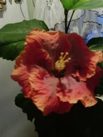 IMG_20160325_174202.jpg