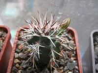 013.webp