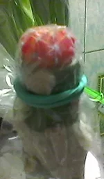 Photo0005-1.webp