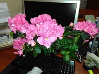IMG_20160330_225801.webp