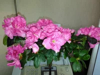 IMG_20160401_120725.webp