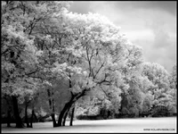 some_black_and_white_infrared_by_ilimel-d25uhkr.webp
