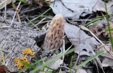 DSCF1495.webp