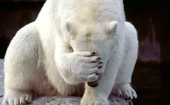 bearpalm.webp