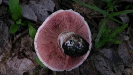 DSC_0064-0.jpg