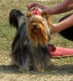 P1010085 iz.JPG