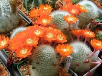 Rebutia albipilosa.webp