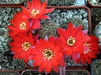 Rebutia densipectinata 2.webp